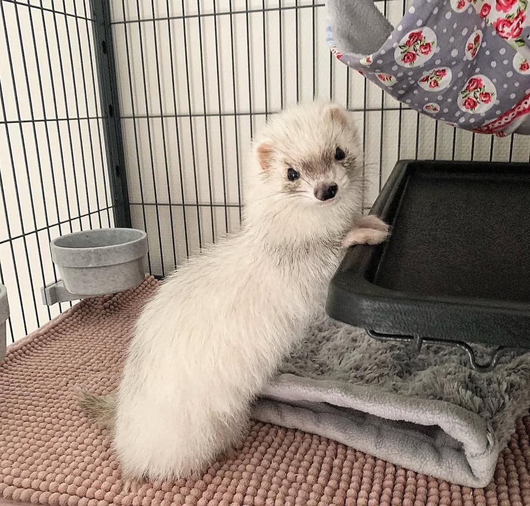 Lilly female ferret for sale - Image 3
