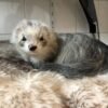 female ferret
