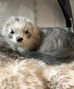 female ferret