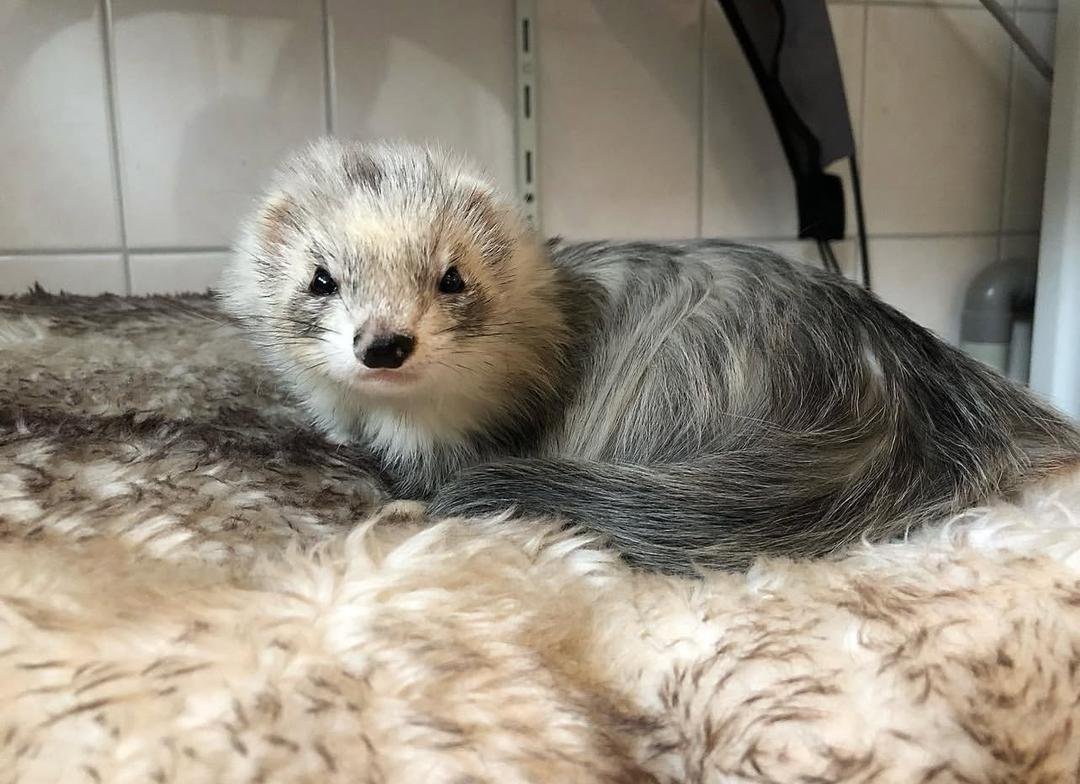 female ferret
