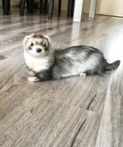 female ferret