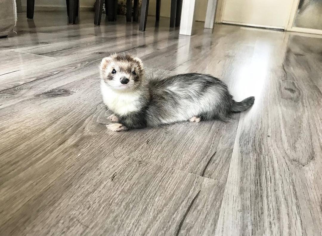female ferret