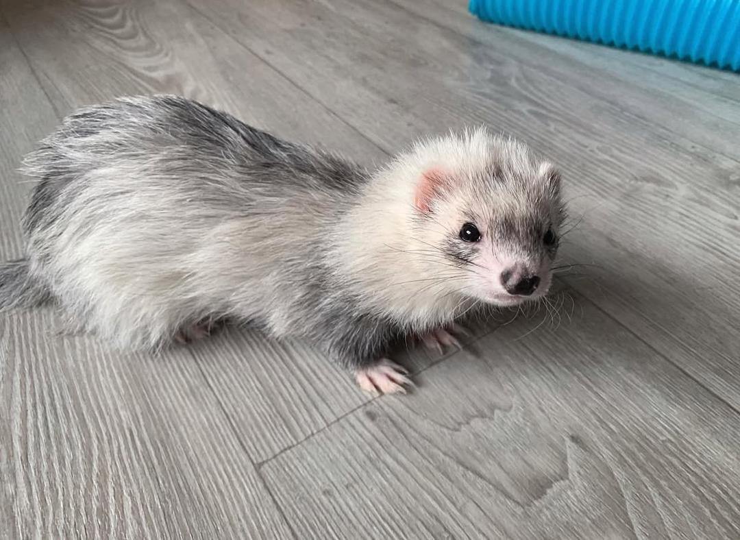 Luna 6-month-old playful female ferret - Image 3