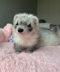 female ferret