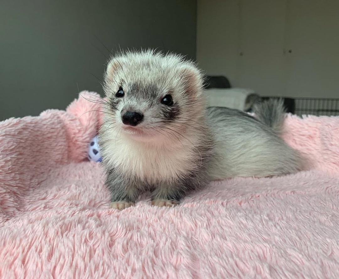 female ferret